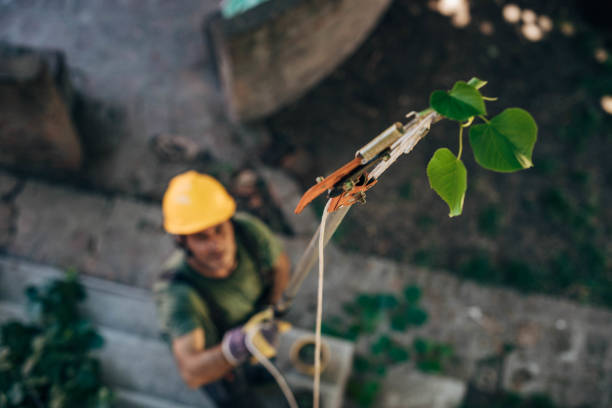 Leaf Removal